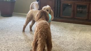 Dog Plays Keep Away From Friend