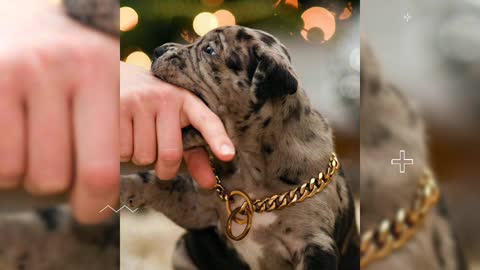 Cute Pitbull Puppys