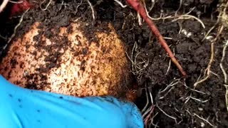 Growing Sweet Potatoes in a Bucket