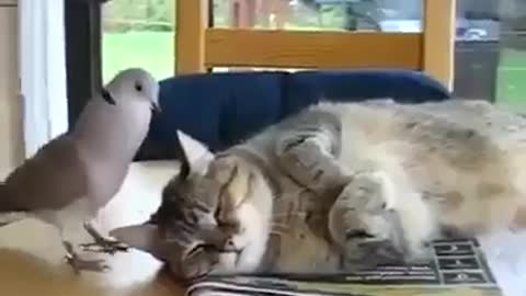 Watch how a cat does with a bird