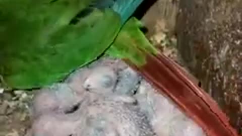 Very beautiful parrot babies .best birds viral video