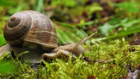 Snails move very slowly.