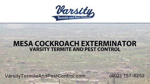 Mesa Cockroach Exterminators | Varsity Termite & Pest Control