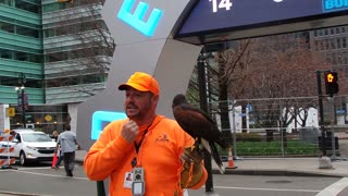 How the NFL Does bird control in detroit