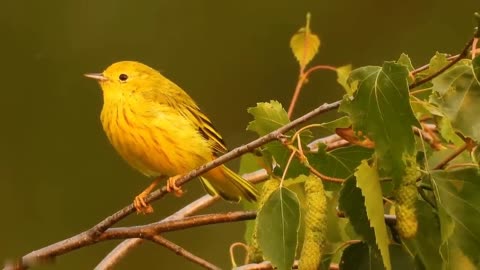 Small BIRDS 8K ULTRA HD with Names and Sounds