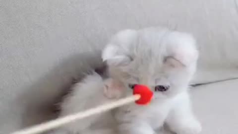 Cute Cat 😺 video | Such a cute cat
