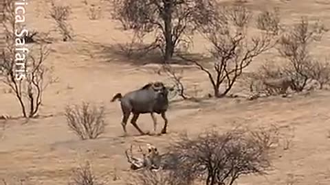 Wildebeest Mum Saves Baby from tiger Attack ---- World Wild Web wildlife_shorts _leopard