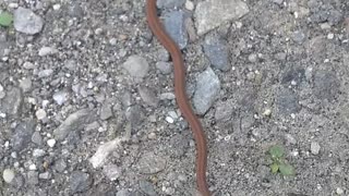 Texas Brown Snake
