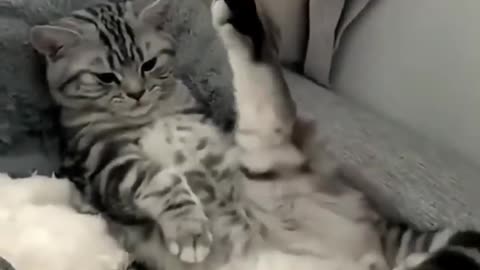 Funny cat reaction