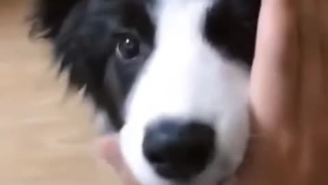 Dog funny video (part17)