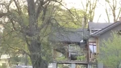 DIY Tree Removal