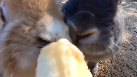 Even rabbits love banana - do you like bananas?