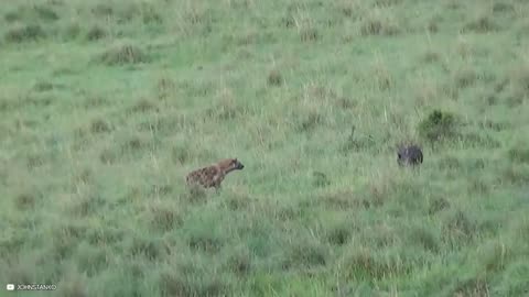 Most Epic Wild Boar Moments Caught On Camera