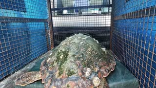 TURTLE FREEDOM: Endangered Loggerheads Released Back Into Sea