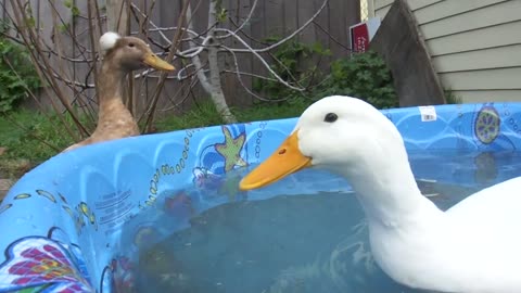 Duck chasing a Dog around