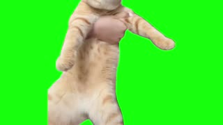 Ginger Cat Dancing | Green Screen