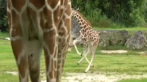 giraffe breeding running the savannah