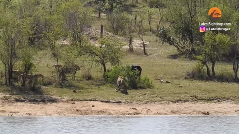 Herd Rescues Buffalo from Lions and Crocodiles!