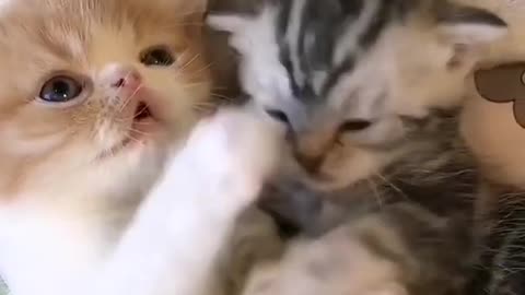 Cute cats and kittens video 😍| cute kitten video| #short