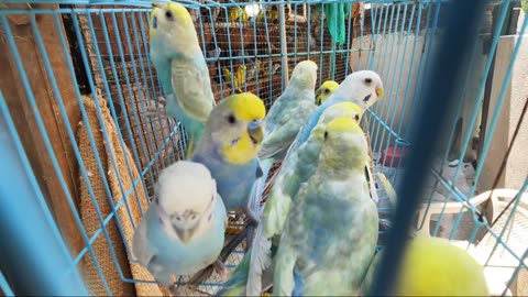 Rainbow budgies