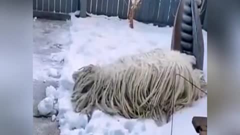 A mop in the snow