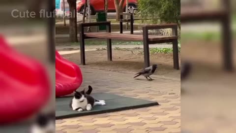 Funny Dogs and Cats 😹🐶 Hilarious animal videos 2023