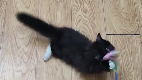 Cat and funny video