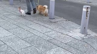 Playful Dog Jumps on Top of Every Barricade Pole