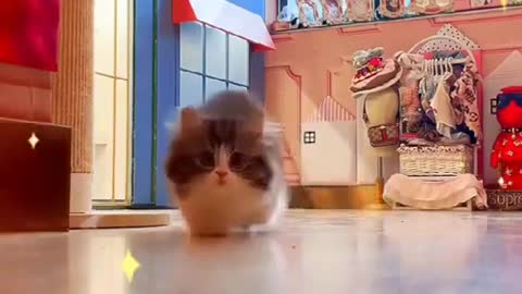 OMG so cute cats and dog funny video 2021 | Best funny cats compilation #ss #short🐈🐈🐕🐕❤️🐕🐕😸😸