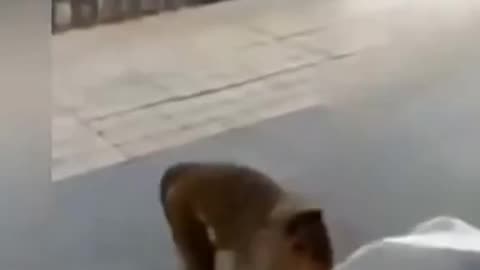 Monkey 🐒 full comedy dog 🐕😄🤣 is very very very funny video 😂😺