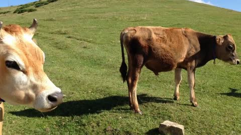 Cows Nature Animal Mountains Grassland Chan