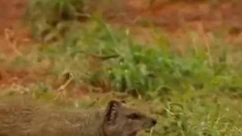 Mongoose vs Cobra, amazing fight