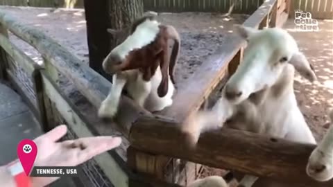 🐐😂 Friendly Goats Enjoying Time with People 😂🐐