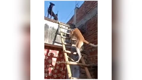 Look the dog climbing on The ladder