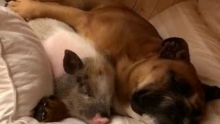 Heart-melting cuddle time between dog and pig