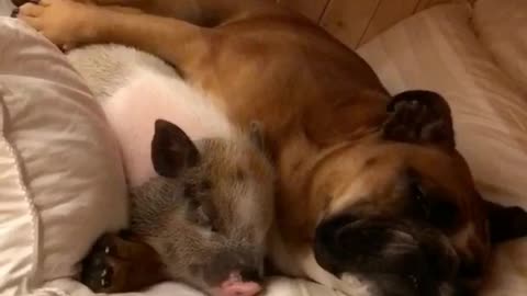 Heart-melting cuddle time between dog and pig