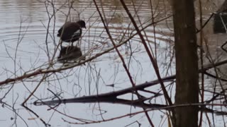 Moorhen BIrd In Great Britain.