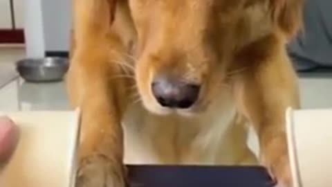 Latest funny dogs videos 2021