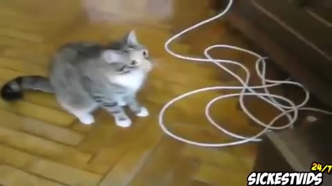 Top 10 Countdown Funny Cat Videos