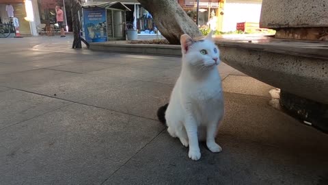 Odd eyed cat has an amazing beauty