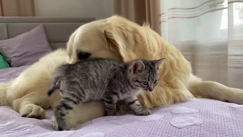 Golden Retriever and Baby Kitten Become Friendslovely