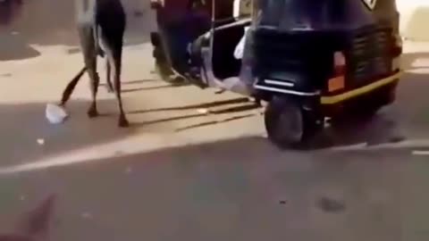 Cow attack on auto