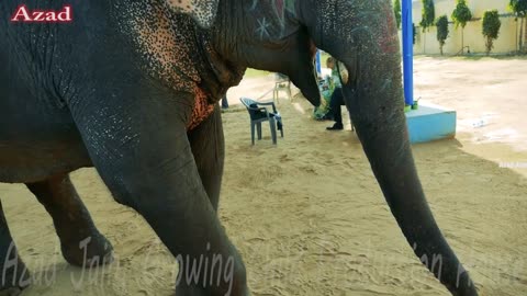 indian elephant vedio