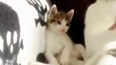 Kitten tries to copy momma cat bathing