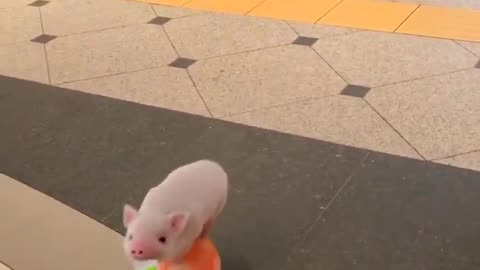 Pig playing