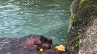 Feeding a Hungry Hippopotamus