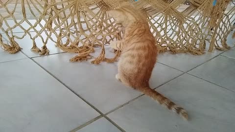 Nina playing with the net