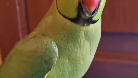 Parrot throws tantrum when Owner says she's leaving