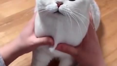 See what this cat does (O.O)
