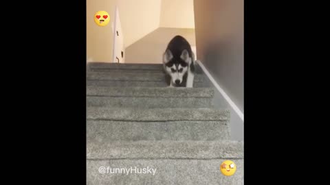 Cute Funny Husky Puppies Video 😍😍 | trending | funny | cute | FunnyHuskyOfficials
